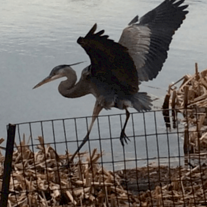 Flight on the Harlem Meer