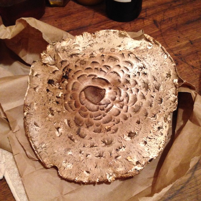 Delicious parasol mushroom